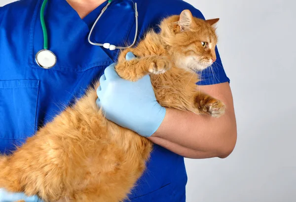 Dierenarts Blauw Uniform Steriele Latex Handschoenen Houdt Grote Pluizige Rode — Stockfoto