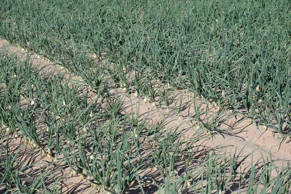 Onions in the field in the province of Valencia, Spain