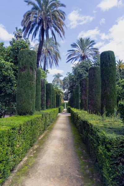 Palma Sfondo Spazio Copia — Foto Stock