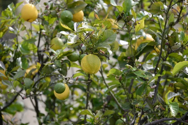 Limon Ağacı Geçmişi Tarım Kavramı — Stok fotoğraf