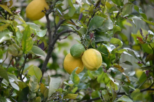 Lemon Tree Hintergrund Landwirtschaftliches Konzept — Stockfoto