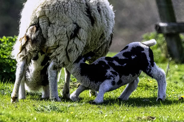 Baby Owiec Domowych Ovis Aries Stowe Buckinghamshire Zjednoczone Królestwo — Zdjęcie stockowe