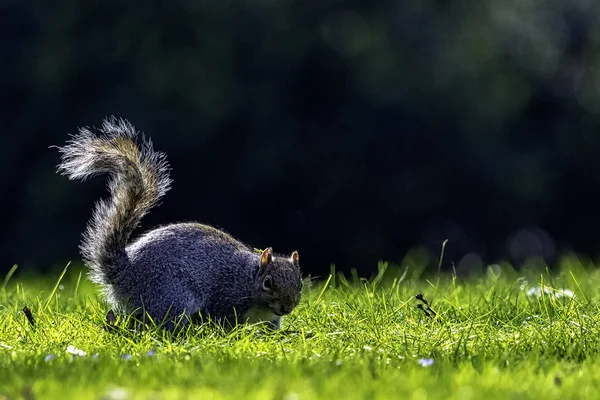 Östlig Grå Ekorre Sciurus Carolinensis Brittisk Park — Stockfoto