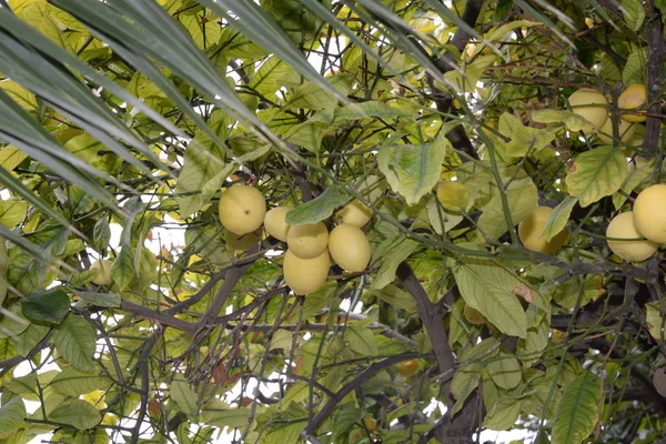 Lemon Tree Sfondo Concetto Agricolo — Foto Stock