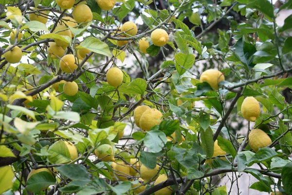 Latar Belakang Pohon Lemon Konsep Pertanian — Stok Foto