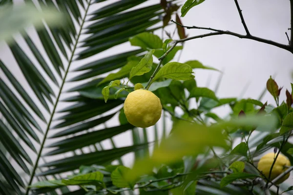 Lemon Tree Fundo Conceito Agrícola — Fotografia de Stock