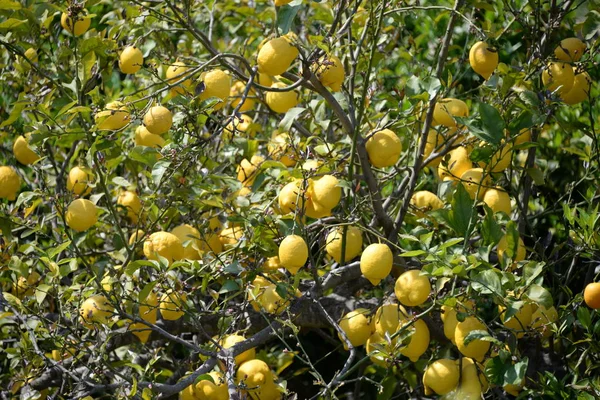 Žluté Citrony Citronu Baleárském Ostrově Mallorca Španělsko — Stock fotografie