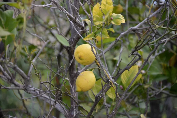 Gula Citroner Vid Citronträdet Den Baleariska Mallorca Spanien — Stockfoto