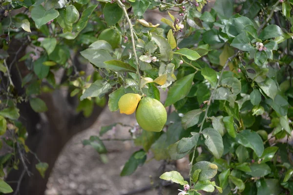 Gelbe Zitronen Zitronenbaum Auf Der Baleareninsel Mallorca Spanien — Stockfoto