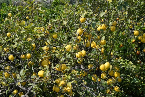 Gelbe Zitronen Zitronenbaum Auf Der Baleareninsel Mallorca Spanien — Stockfoto