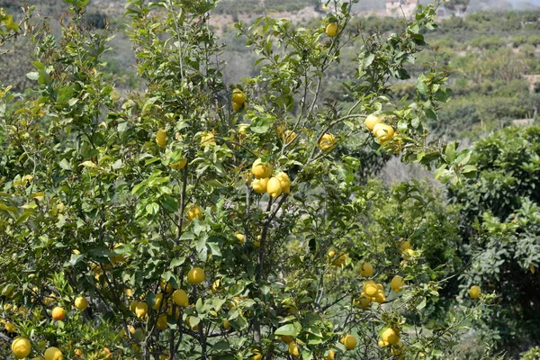 Żółte Cytryny Drzewie Cytrynowym Majorce Balearskiej Hiszpania — Zdjęcie stockowe