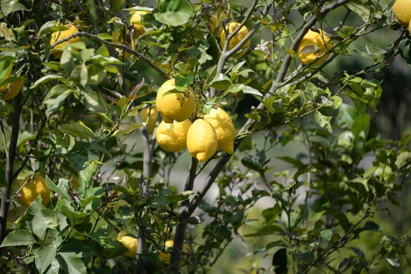 Желтые Лимоны Лимонного Дерева Балеарском Острове Майорка Испания — стоковое фото