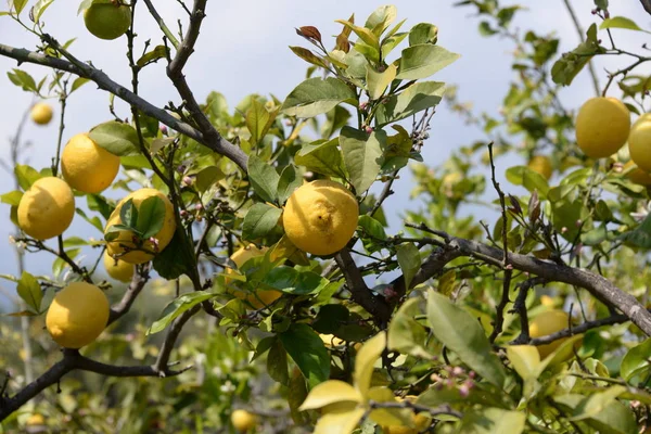 yellow lemons at the lemon tree on the balearic island mallorca, spain