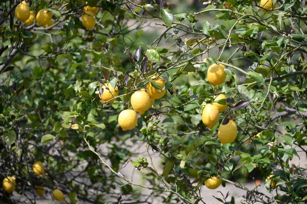 Limoni Gialli All Albero Limoni Sull Isola Baleare Maiorca Spagna — Foto Stock