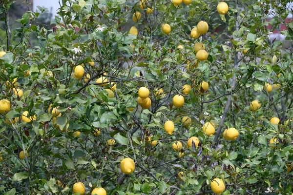 Limoni Gialli All Albero Limoni Sull Isola Baleare Maiorca Spagna — Foto Stock