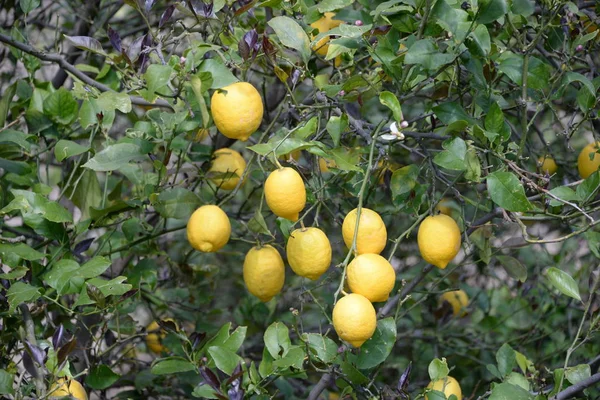 Gelbe Zitronen Zitronenbaum Auf Der Baleareninsel Mallorca Spanien — Stockfoto