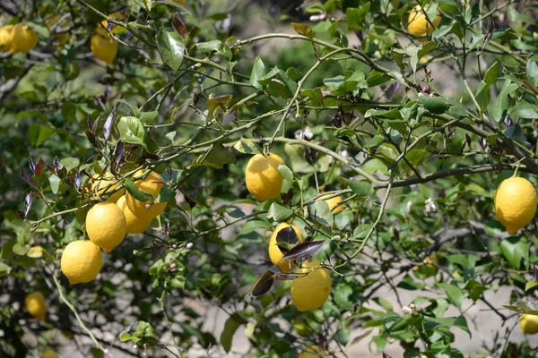 Limones Amarillos Limonero Isla Baleárica Mallorca España —  Fotos de Stock