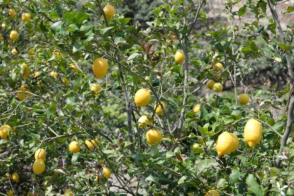 Żółte Cytryny Drzewie Cytrynowym Majorce Balearskiej Hiszpania — Zdjęcie stockowe