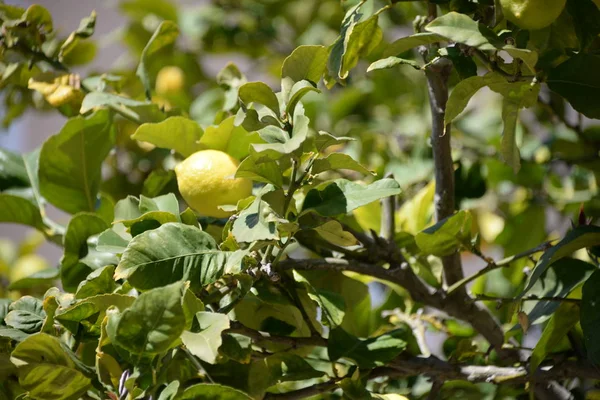 Gula Citroner Vid Citronträdet Den Baleariska Mallorca Spanien — Stockfoto