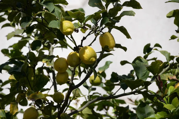 Жовті Лимони Лимонному Дереві Торговому Острові Мальорка Іспанія — стокове фото