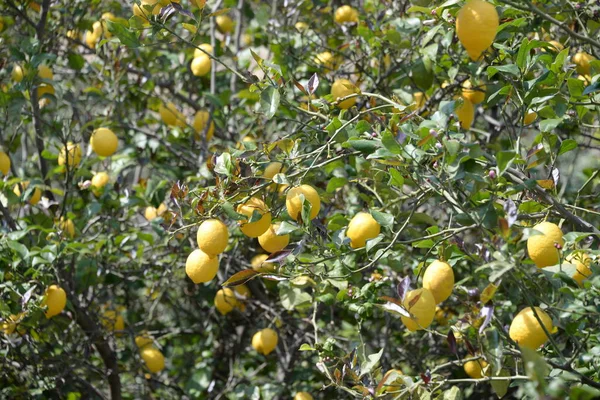 Limoni Gialli All Albero Limoni Sull Isola Baleare Maiorca Spagna — Foto Stock