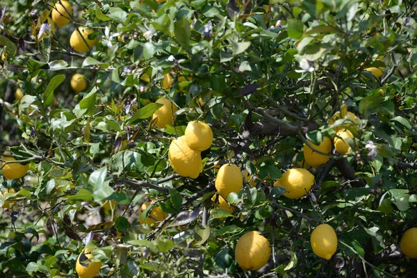 Limoni Gialli All Albero Limoni Sull Isola Baleare Maiorca Spagna — Foto Stock