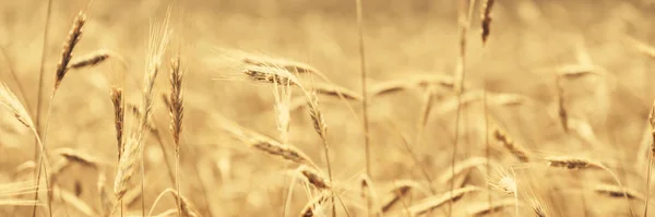 Weizenfeld Getreideanbau Landwirtschaftliche Landschaft — Stockfoto