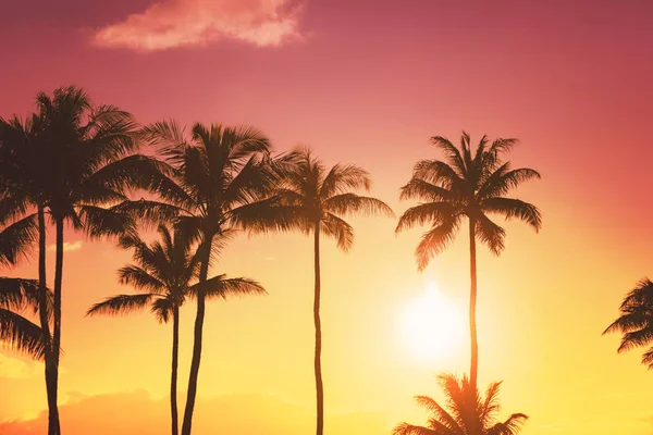 Silueta Palmera Sobre Fondo Atardecer Tropical —  Fotos de Stock