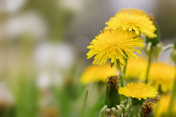 Paardebloem Bloemen Wei — Stockfoto