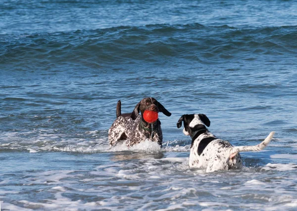 Fotografía Dos Perros Jugando Océano Con Una Pelota Roja — Foto de Stock