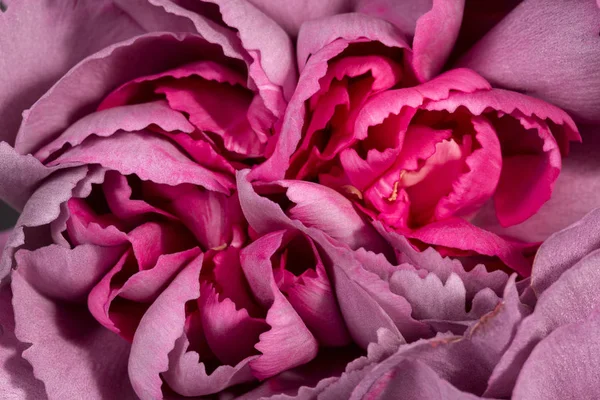 Achtergrond Van Bloem Van Anjer Dianthus Delicate Bloemblaadjes Close — Stockfoto