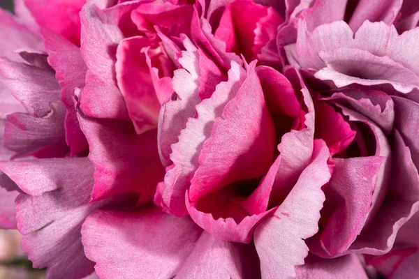 Sfondo Fiore Garofano Dianthus Petali Delicati Primo Piano — Foto Stock