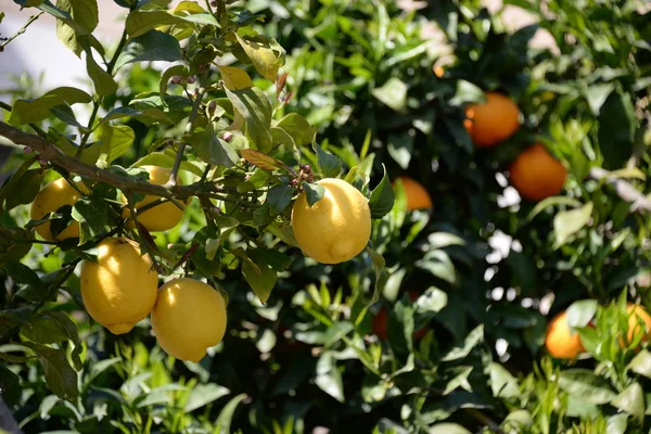 Gelbe Zitronen Zitronenbaum Auf Der Baleareninsel Mallorca Spanien — Stockfoto