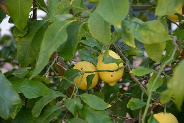 Жовті Лимони Лимонному Дереві Торговому Острові Мальорка Іспанія — стокове фото