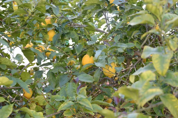 Gelbe Zitronen Zitronenbaum Auf Der Baleareninsel Mallorca Spanien — Stockfoto