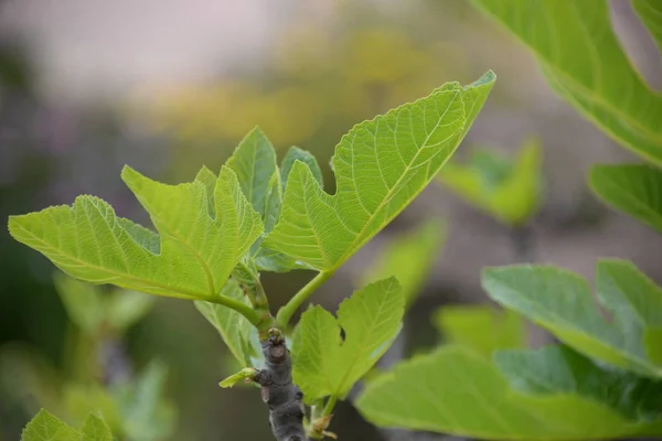 イチジクの木の上に小さなイチジクと新鮮な葉 コスタブランカ スペイン — ストック写真