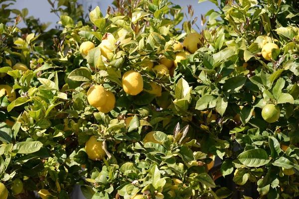 Limões Amarelos Limoeiro Ilha Balear Maiorca Espanha — Fotografia de Stock