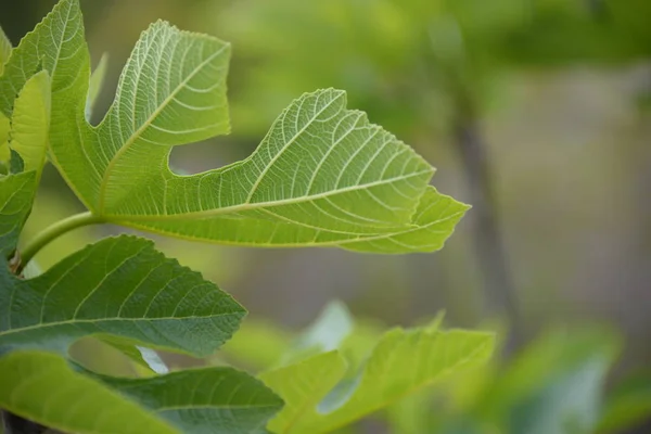 イチジクの木の上に小さなイチジクと新鮮な葉 コスタブランカ スペイン — ストック写真