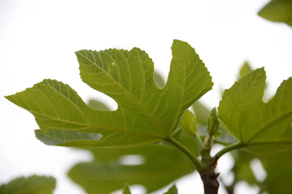 Kleine Feigen Und Frische Blätter Feigenbaum Costa Blanca Spanien — Stockfoto