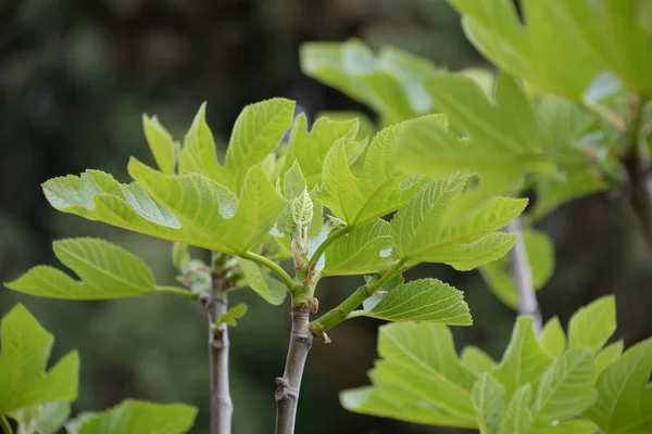 Piccoli Fichi Foglie Fresche Sul Fico Costa Blanca Spagna — Foto Stock