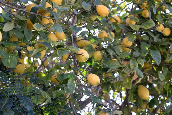 Żółte Cytryny Drzewie Cytrynowym Majorce Balearskiej Hiszpania — Zdjęcie stockowe