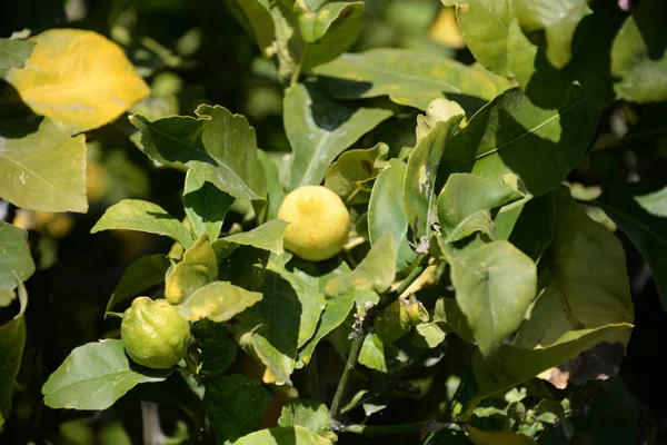 Limones Amarillos Limonero Isla Baleárica Mallorca España — Foto de Stock