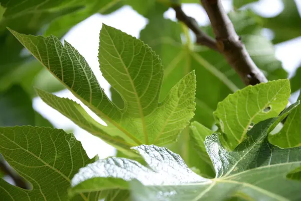 Kleine Feigen Und Frische Blätter Feigenbaum Costa Blanca Spanien — Stockfoto