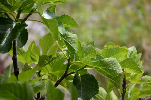 Kleine Feigen Und Frische Blätter Feigenbaum Costa Blanca Spanien — Stockfoto