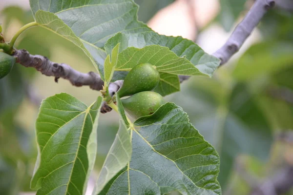 Kleine Feigen Und Frische Blätter Feigenbaum Costa Blanca Spanien — Stockfoto