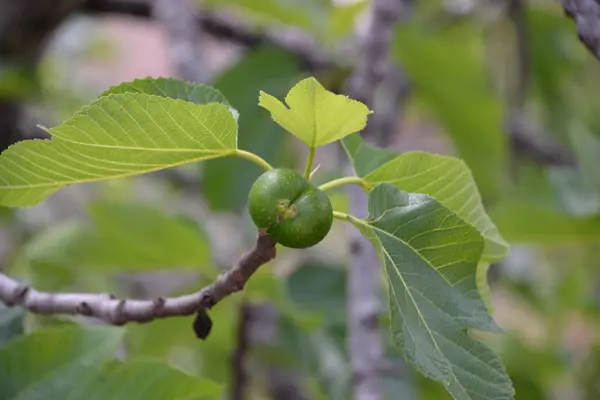 Kleine Feigen Und Frische Blätter Feigenbaum Costa Blanca Spanien — Stockfoto