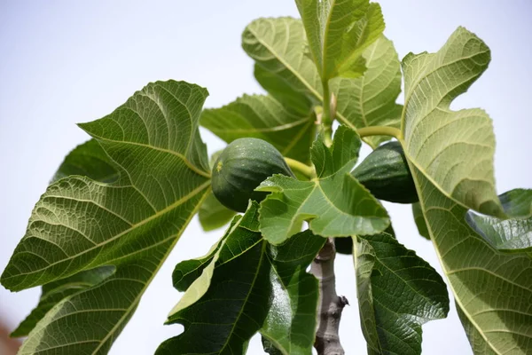 Małe Figi Świeże Liście Drzewie Figowym Costa Blanca Hiszpania — Zdjęcie stockowe