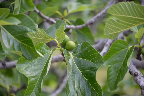 Kleine Feigen Und Frische Blätter Feigenbaum Costa Blanca Spanien — Stockfoto