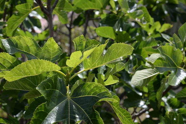 スペインのコスタ ブランカのイチジクの木に新鮮なイチジクの葉 — ストック写真