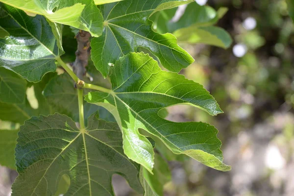 a fresh fig leaf on fig tree, Costa Blanca, Spain